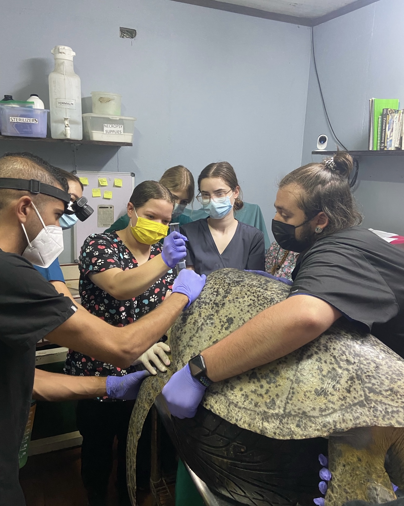 A group of students hold a large sea turtle as it gets injected.