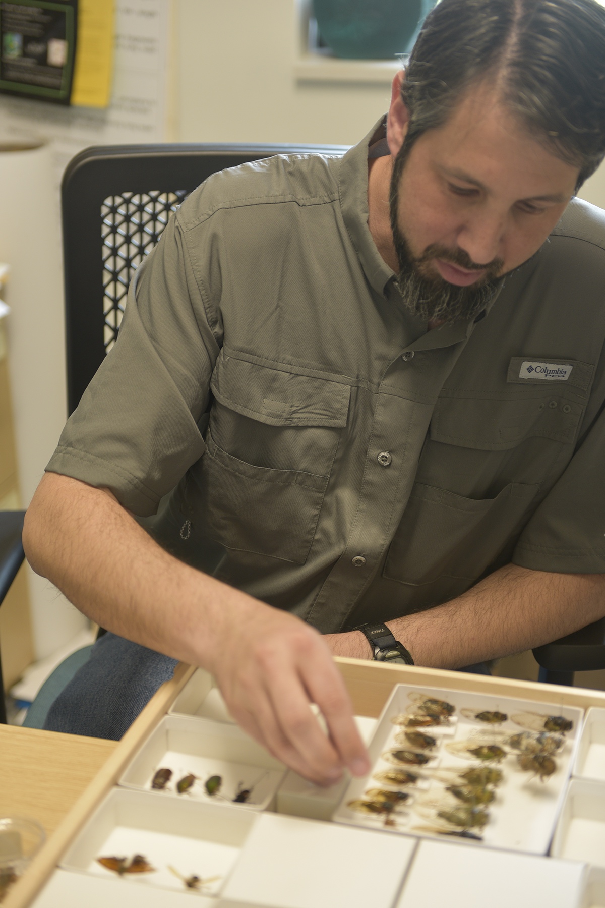 Dr. Bruce Snyder with his collection of annual and periodical cicada specimens.