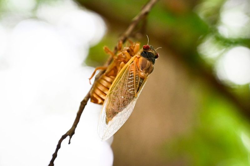 A cicada after emerging from its exoskeleton.