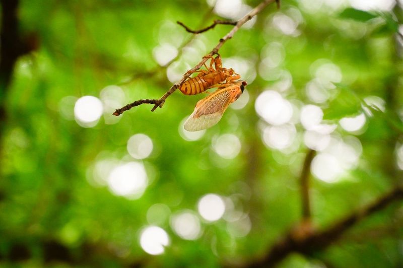 Image for Cicadas about to disappear for another 13 years—after hugely impacting ecosystem