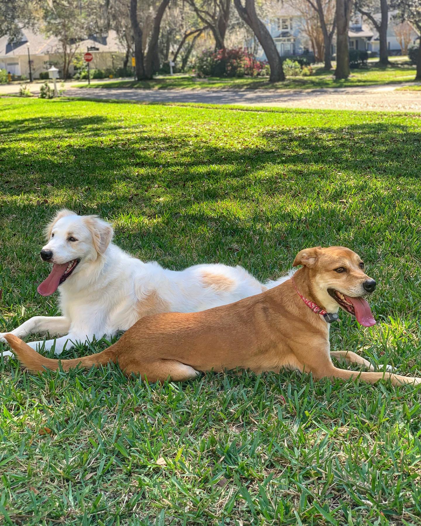 The Cavaliere family dogs: Geno and Winnie the Pooch.