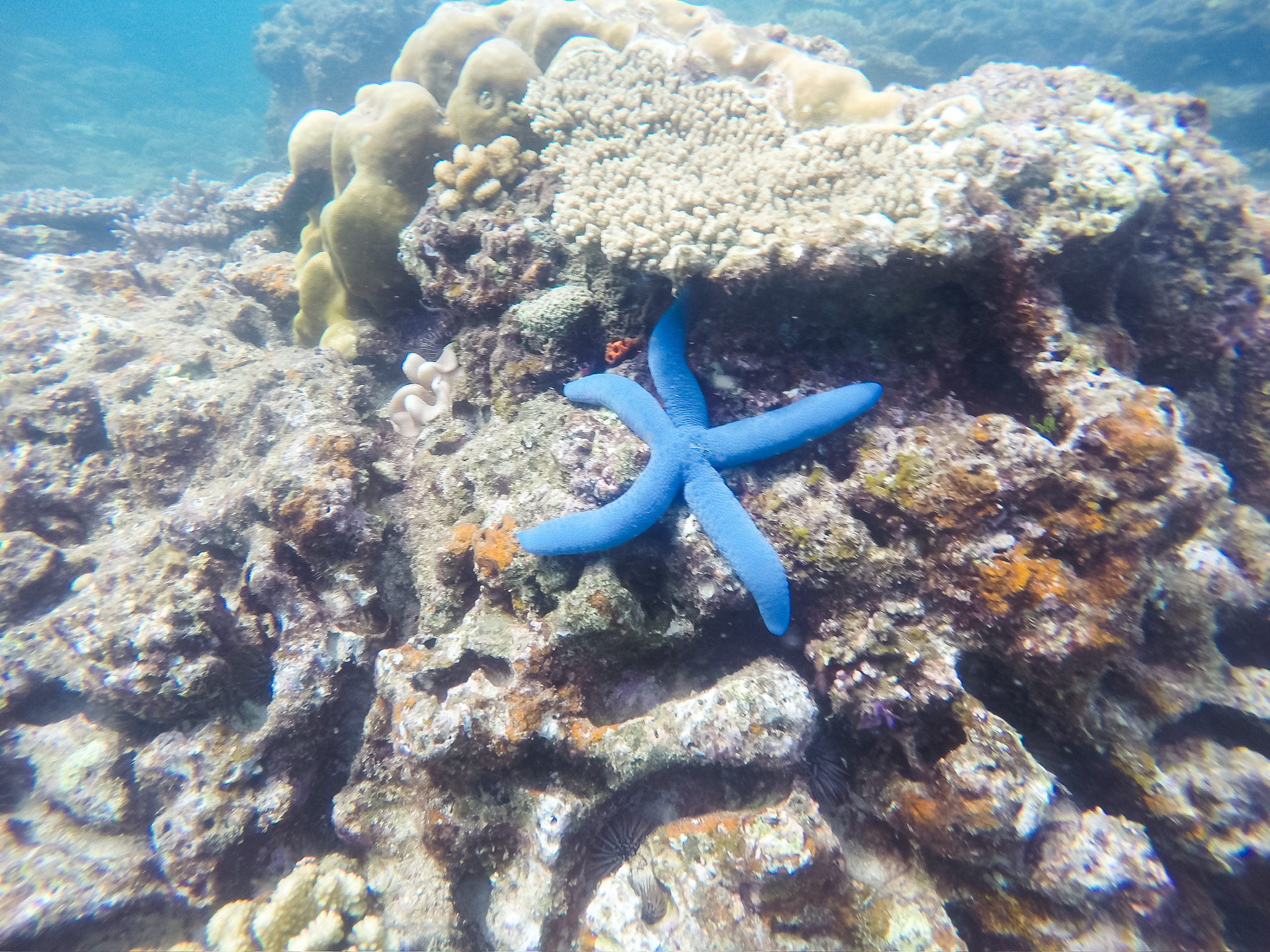 A bright blue sea star sticks out among beige rocks and corals. 