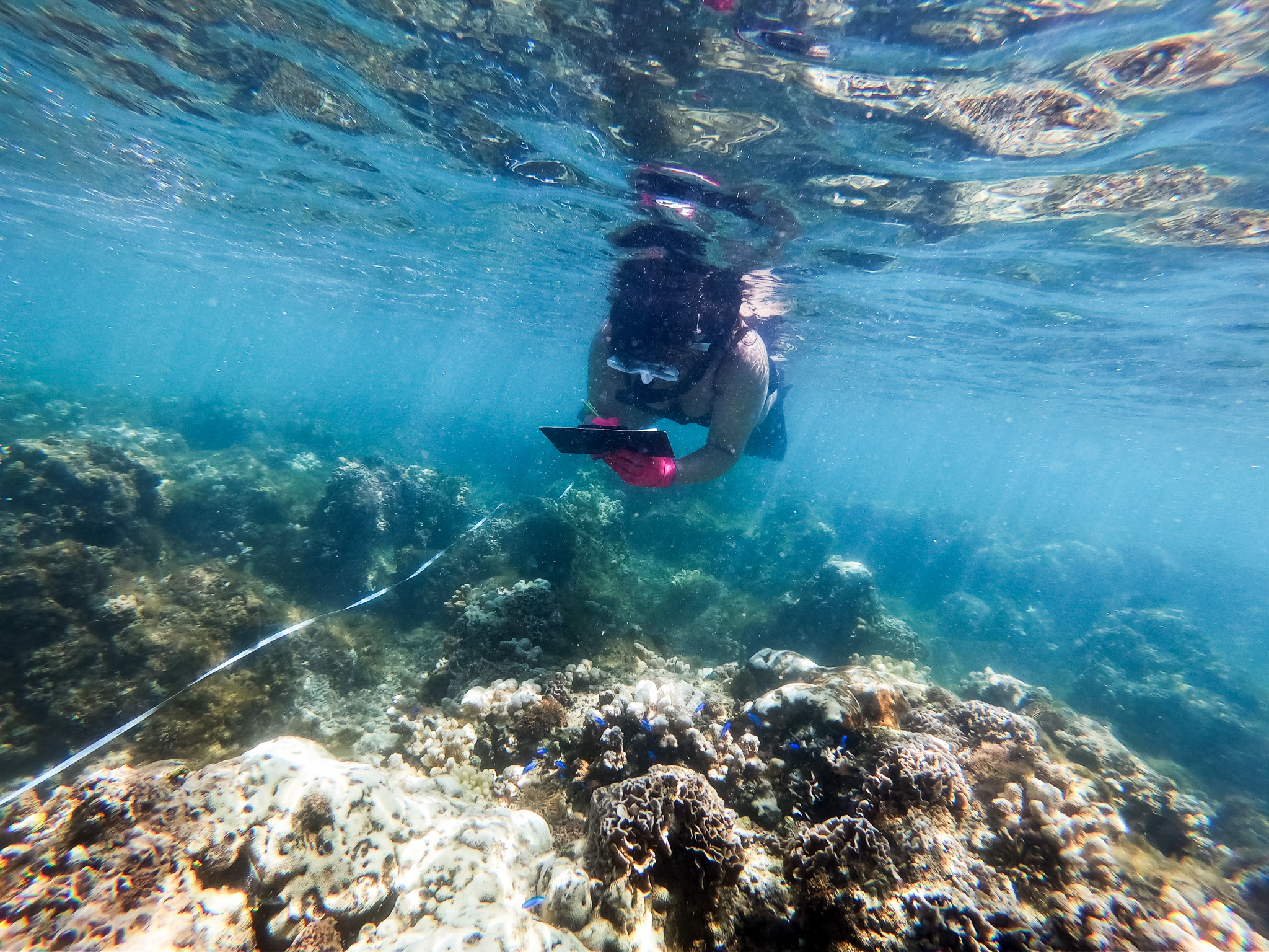 Odeya Atar catalogs coral in the reef.