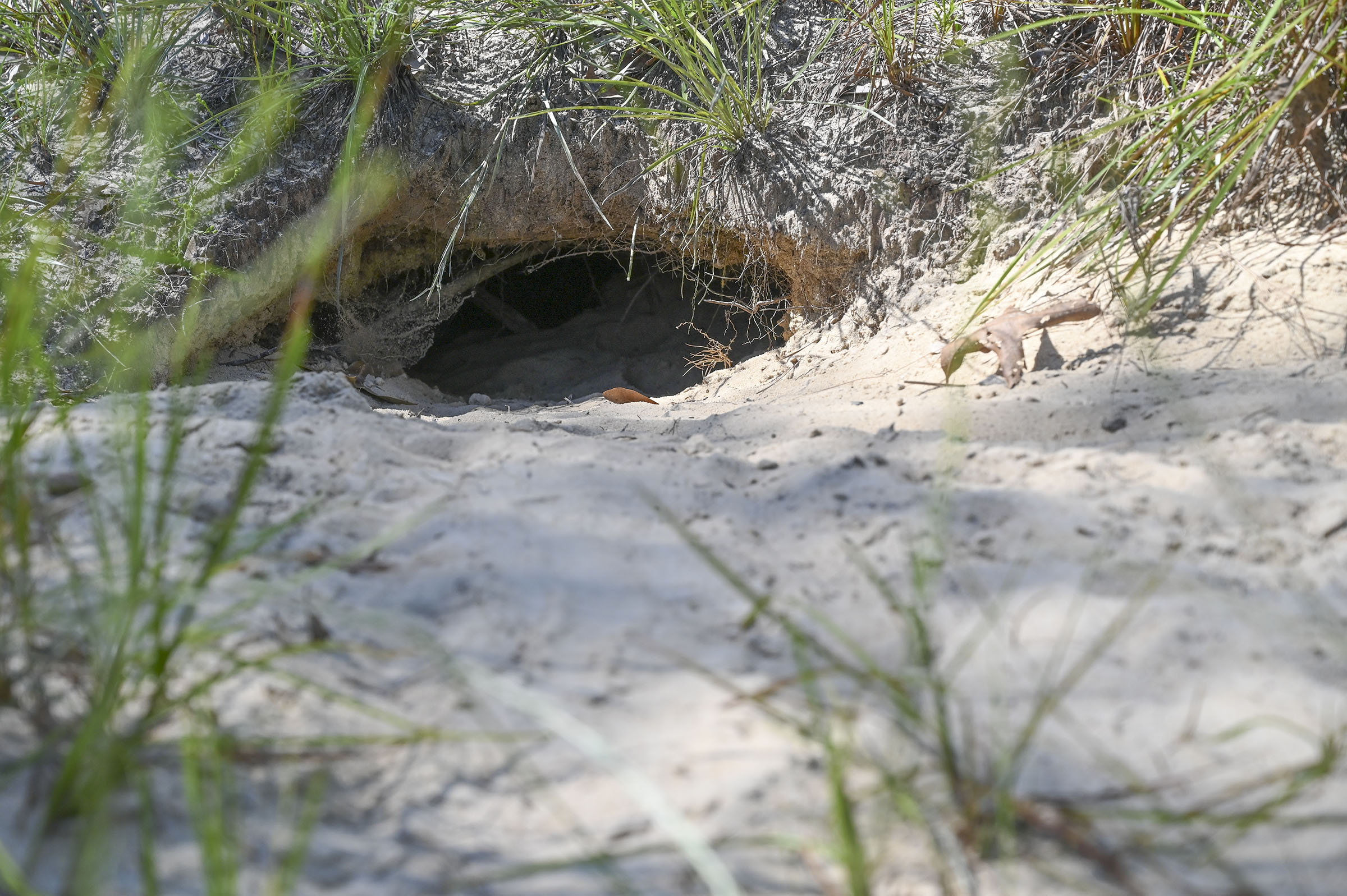 a gopher tortoise burrow
