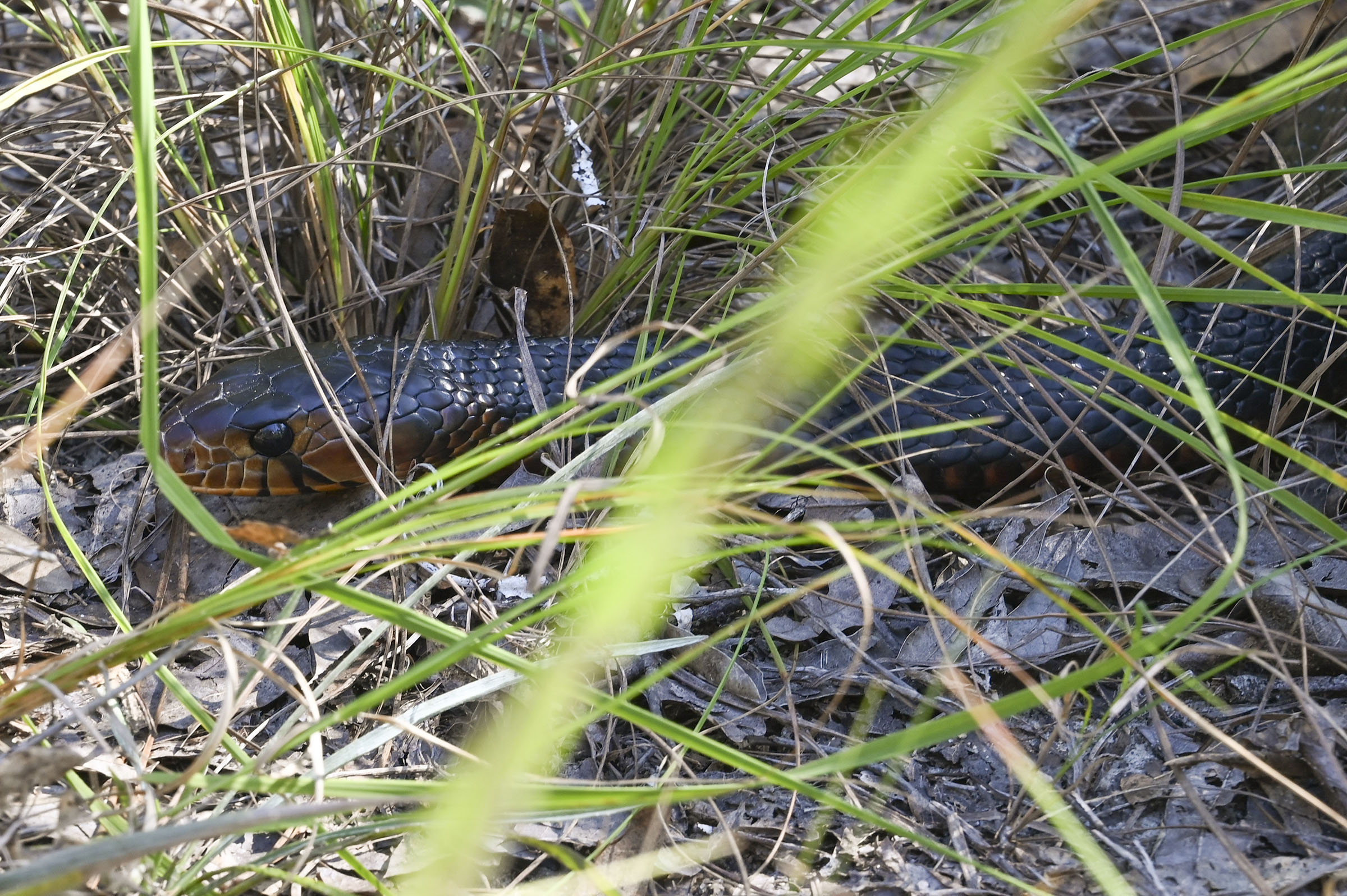 Eastern indigo snakes are categorized as threatened on the national Endangered Species list. (Photo: Anna Gay Leavitt)