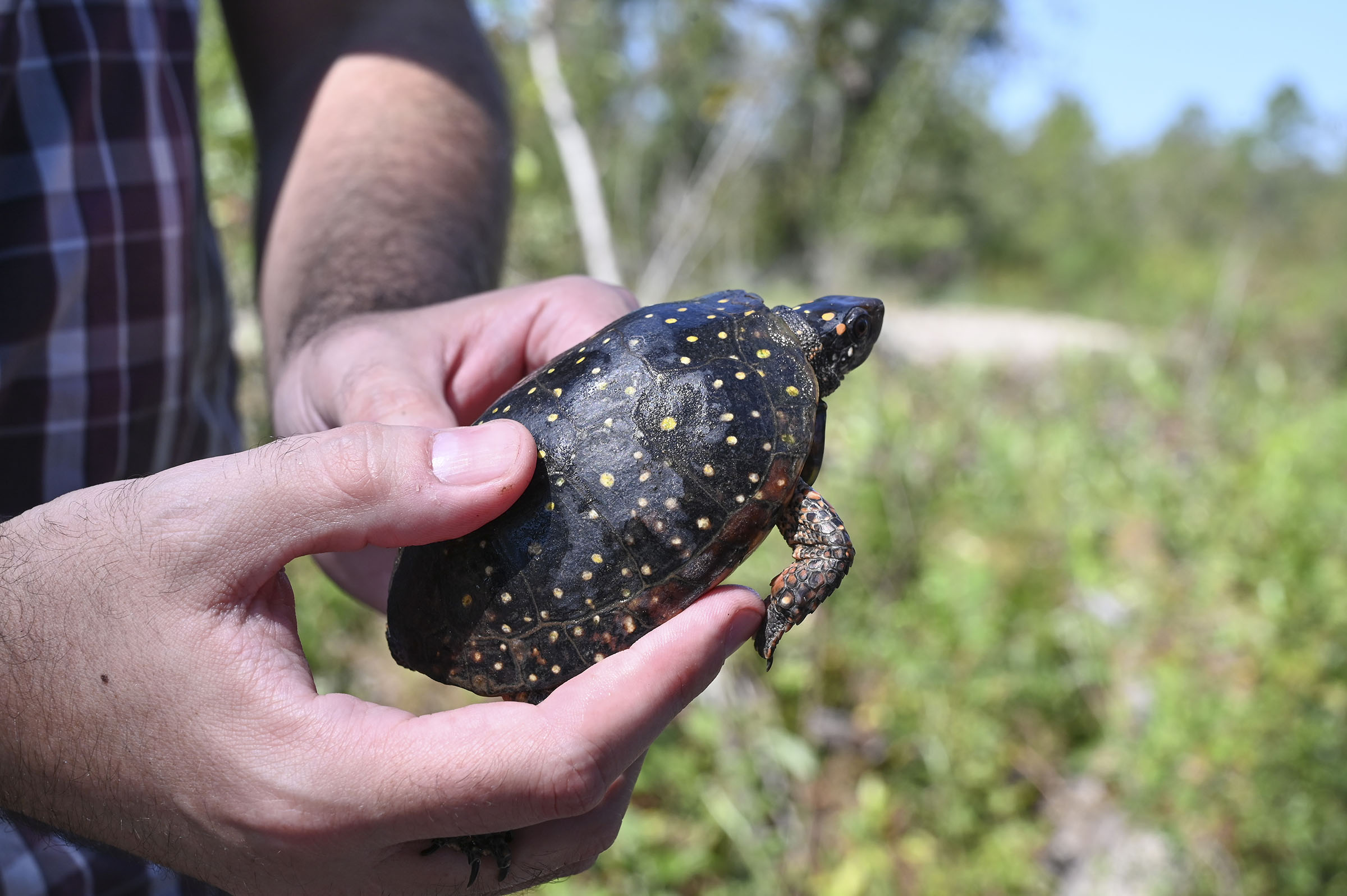 Houston Chandler holding a spotted turtle