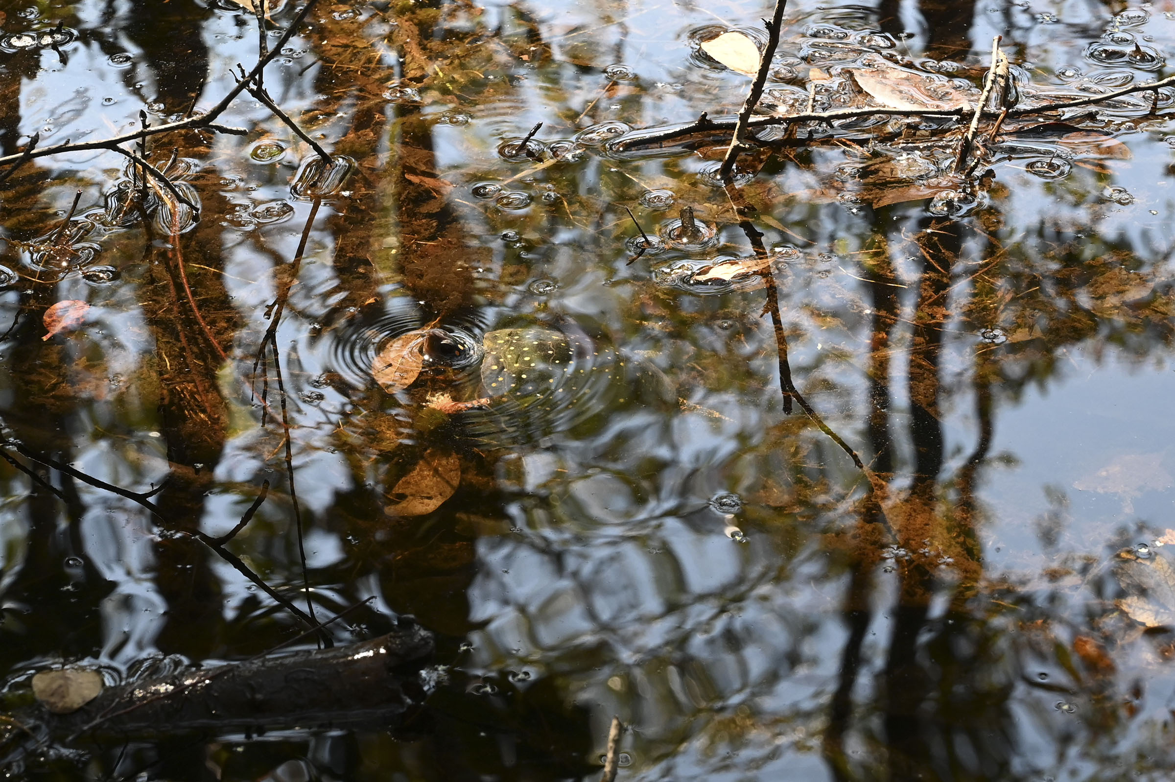 Spotted turtle wetland habitat