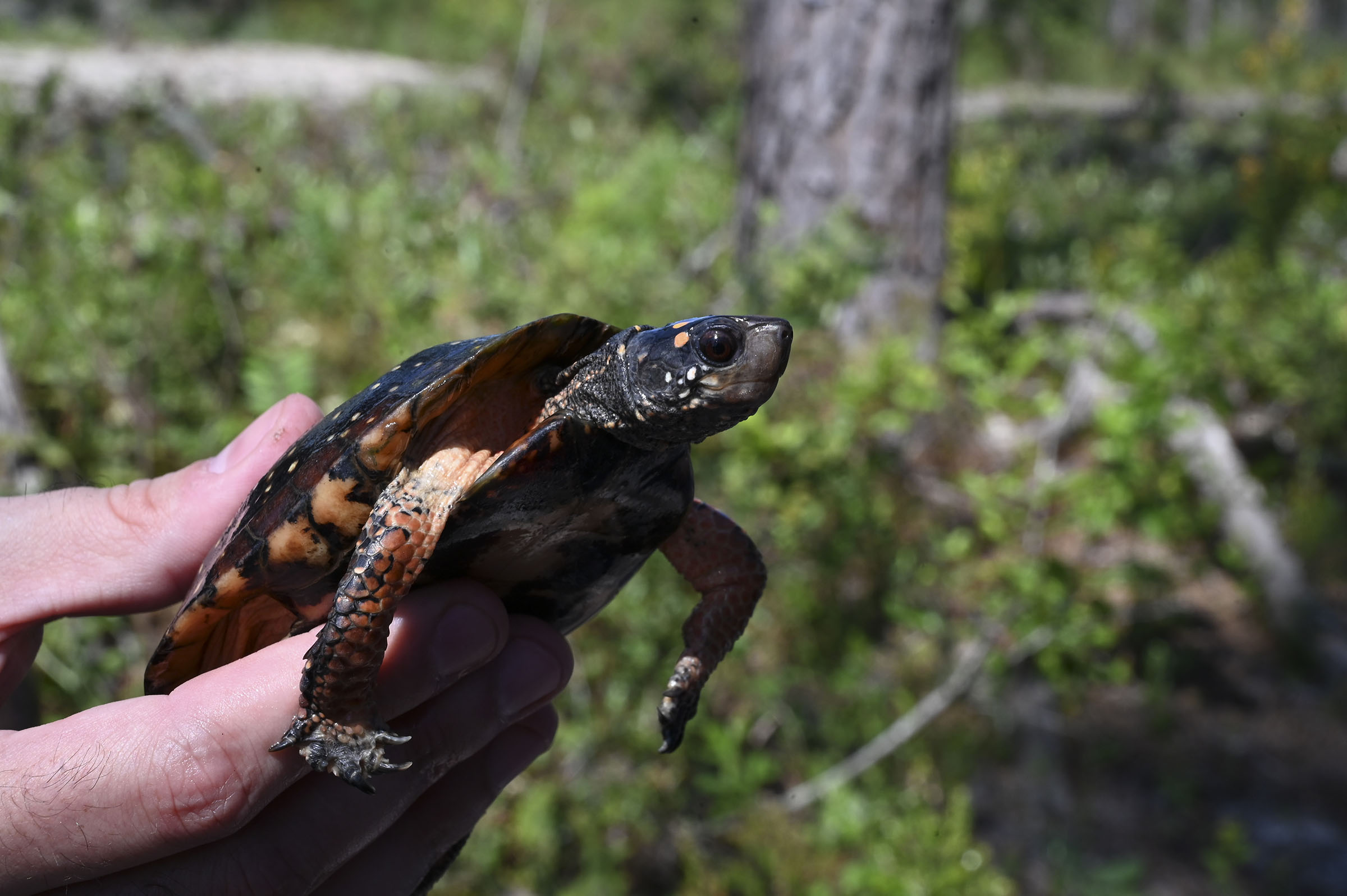 Three-Million Dollar Man: Alumnus Houston Chandler protects native Georgia wildlife