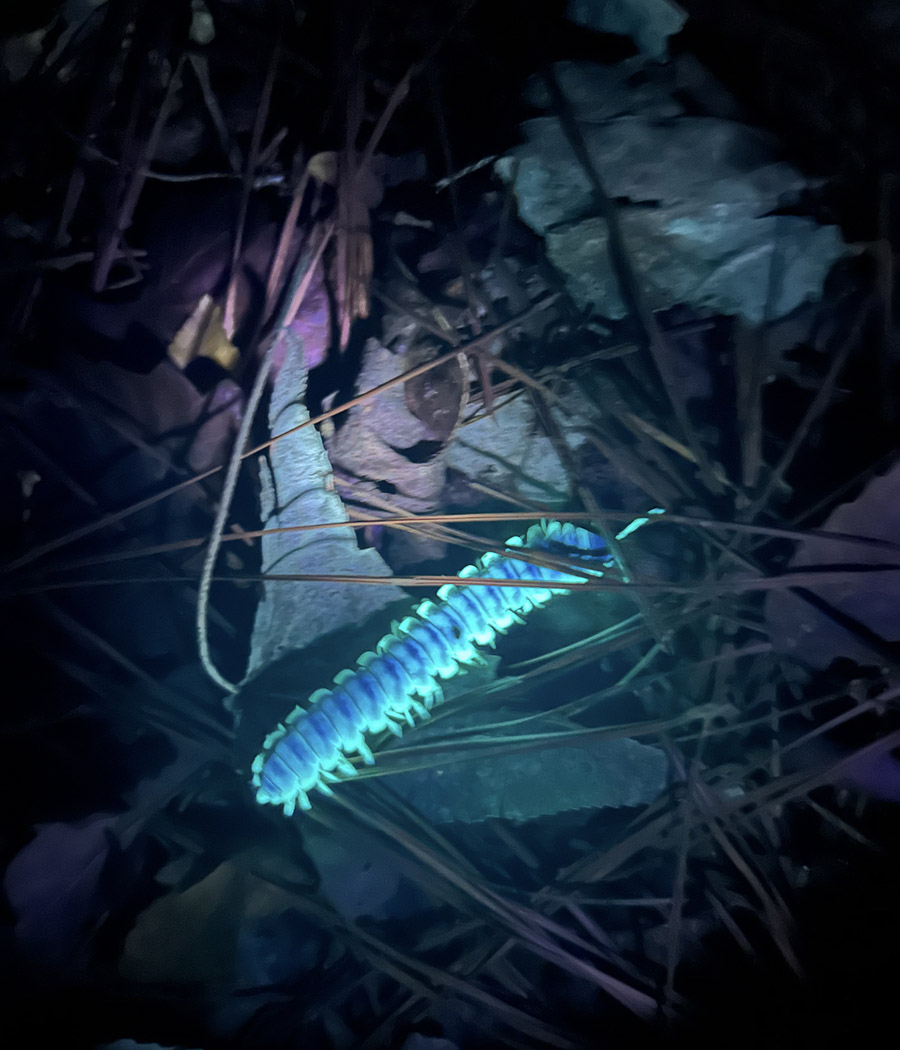 Junior Sarah Carter is researching biofluorescence in millipedes, seen here glowing under UV light. (Photo: Sarah Carter)