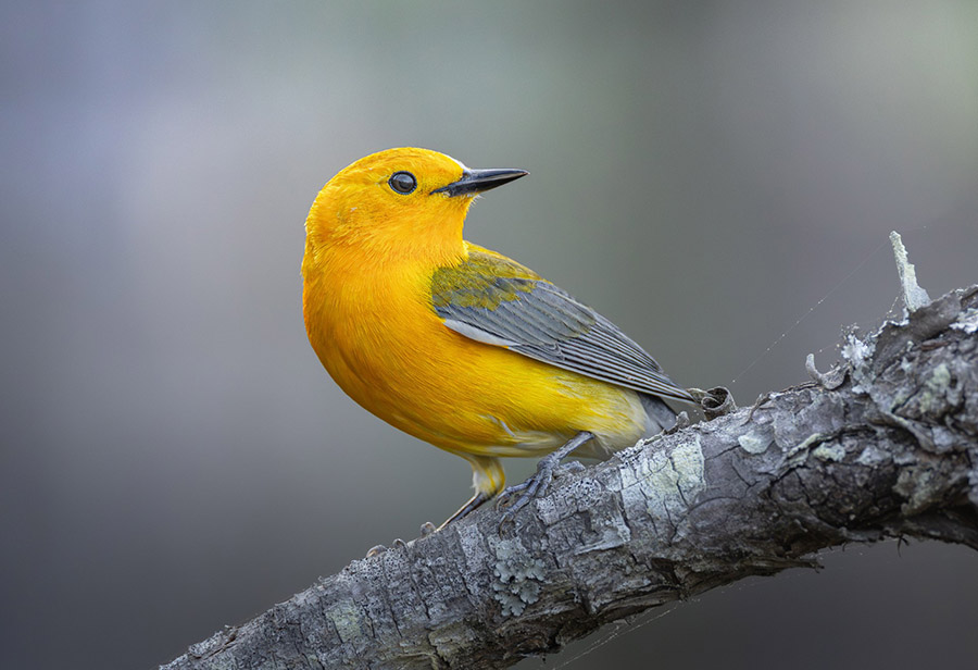 A male prothonotary warbler, also known as the "swamp warbler." Photo: Joseph Nizza