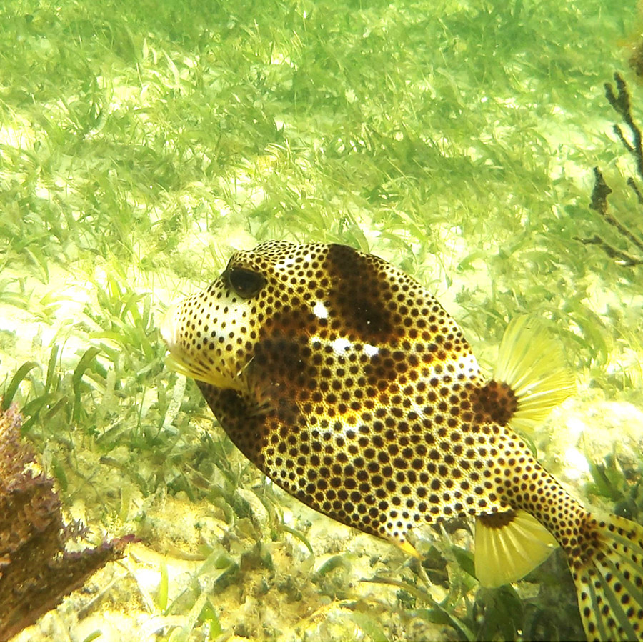 Eli Sitz snapped a photo of a vibrant pufferfish.