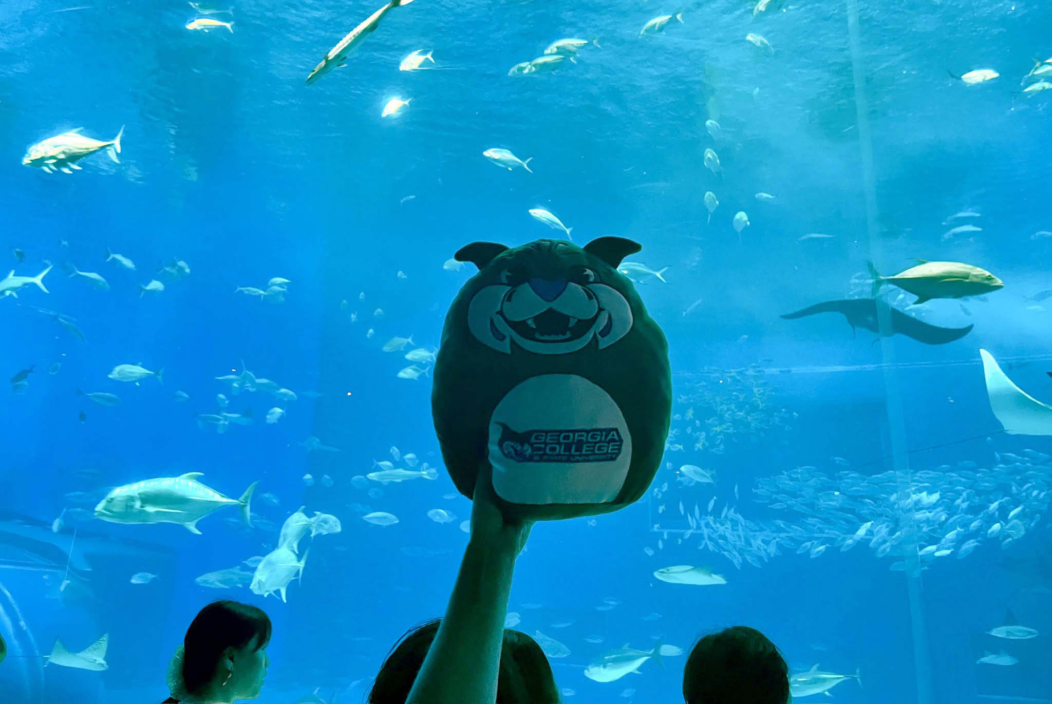 Image for GCSU study abroad group dives deep into Japanese coral reef biology