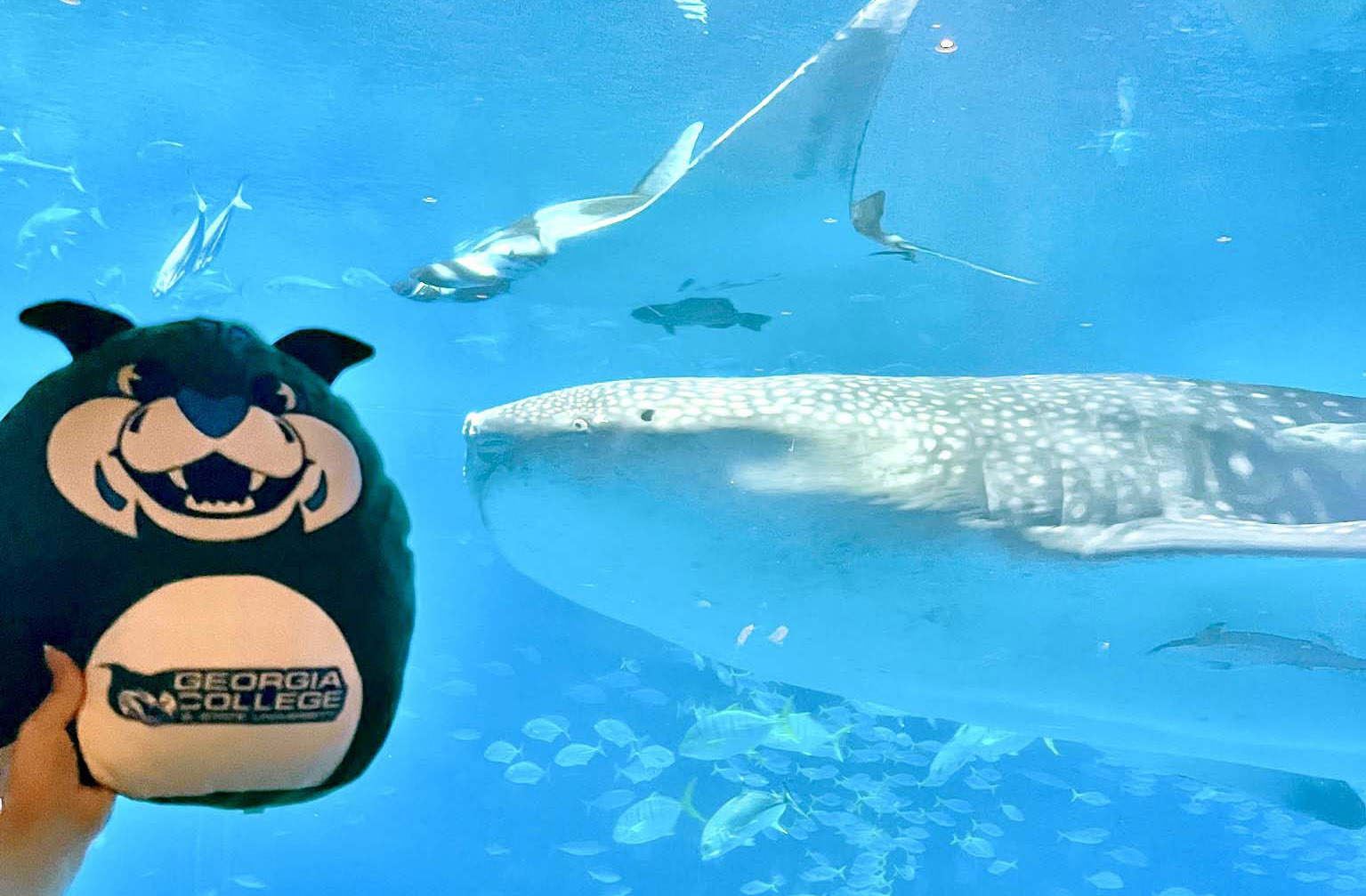 Okinawa Study Abroad THunder plush at the Churaumi Aquarium