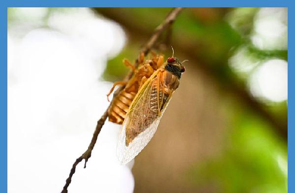 Cicadas about to disappear for another 13 years—after hugely impacting ecosystem