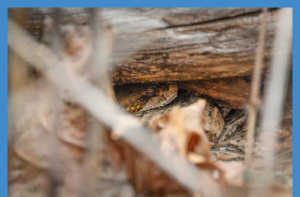 University Communications nationally recognized for snake story and videos