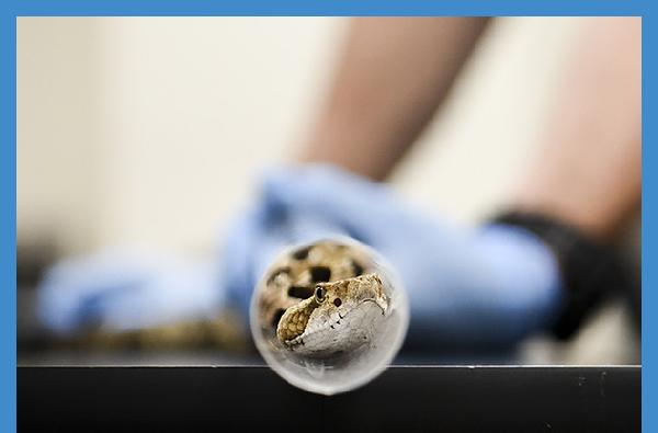 Students use technology to delve into the secret lives of snakes
