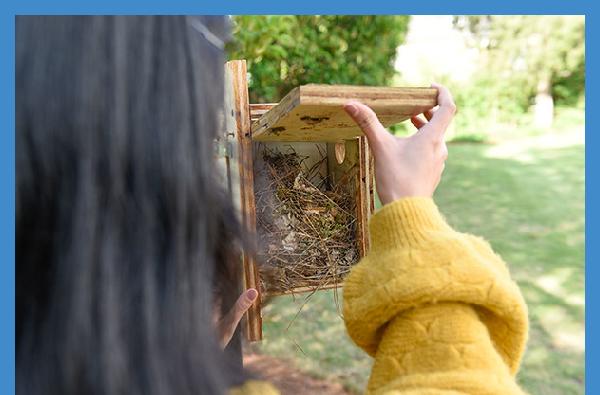 Biology students monitor bird nesting for evidence of population decline
