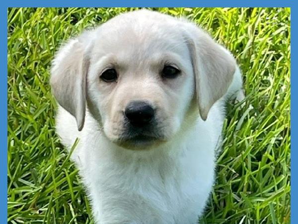 Daisy Cox has already moved in and passed her first test at the veterinarian. She was also named "Dog of the Day" by the Atlanta Journal-Constitution.