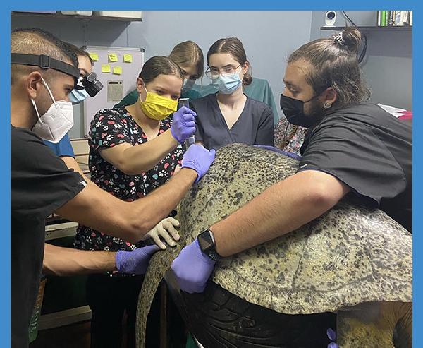 Student&rsquo;s second study abroad in Costa Rica focused on sea turtles