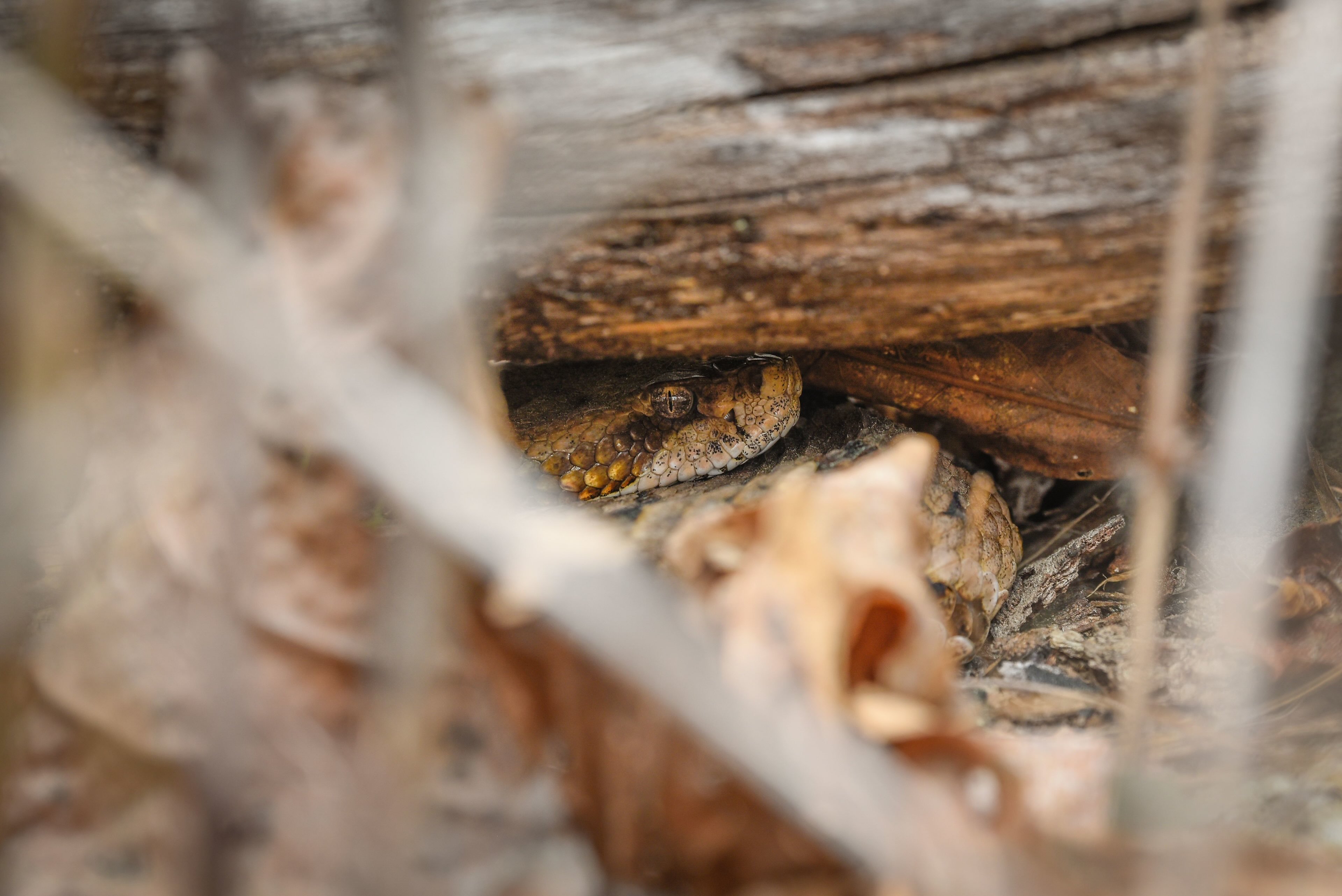 Picture of a rattlesnake hiding in brush.